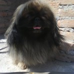 Toyo